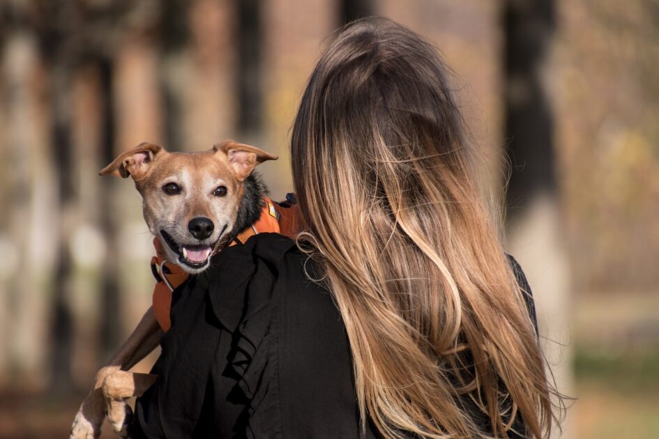 人物と犬