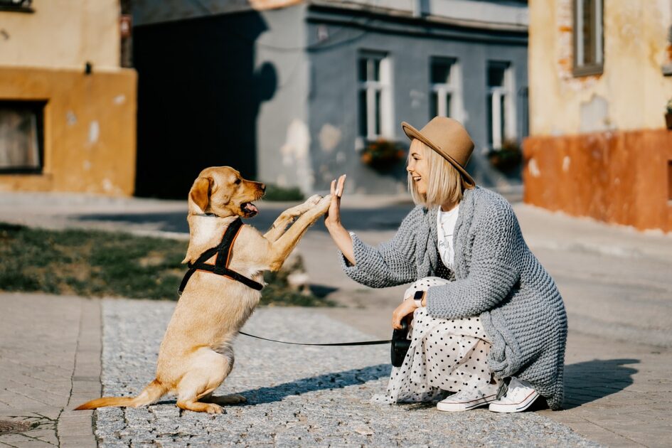 人物と犬