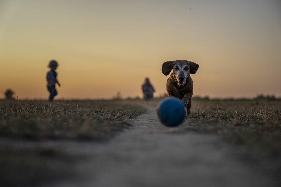 犬