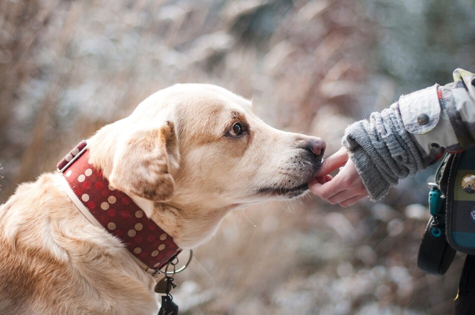 犬