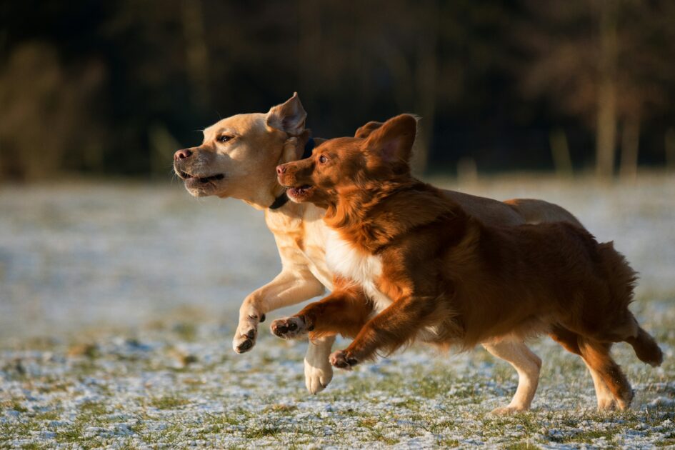 犬